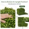 Artificial Hedge Boxwood Panels 20x20 Inch, 12-Pack for Wall or Fence
